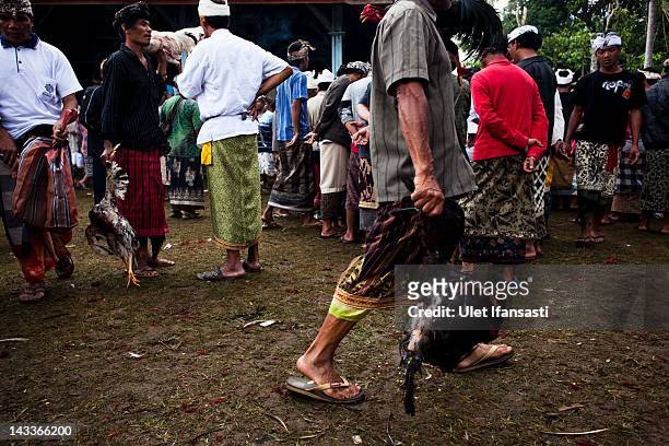 Balinese man carries dead roosters during the sacred 'Aci Keburan' ritual at Nyang Api Temple on February 12, 2012 in Gianyar, Bali, Indonesia....