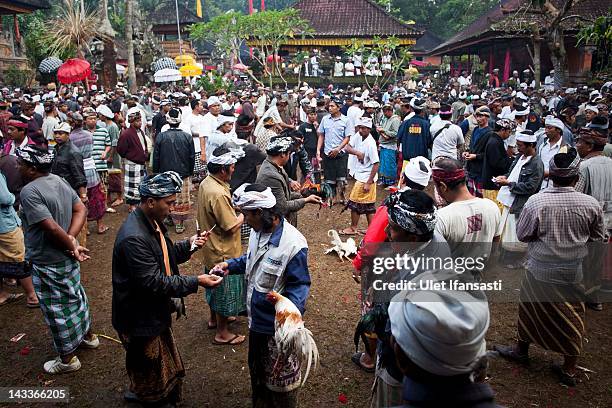 Balinese men dressed in traditional costumes gather for the cockfighting during the sacred 'Aci Keburan' ritual at Nyang Api Temple on February 16,...