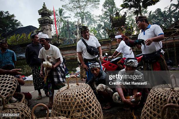 Balinese men search for roosters from traders for cockfighting during the sacred 'Aci Keburan' ritual at Nyang Api Temple on February 16, 2012 in...