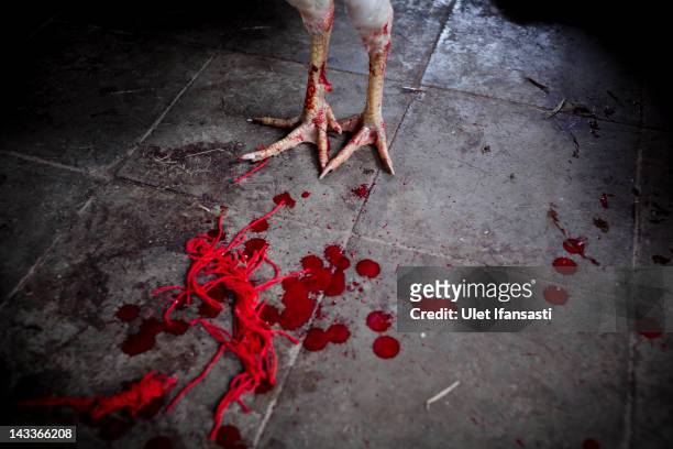Blood from the wounded rooster is visible as it stands during the sacred 'Aci Keburan' ritual at Nyang Api Temple on February 16, 2012 in Gianyar,...