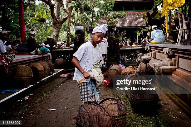 Balinese boy holds his rooster during the sacred 'Aci Keburan' ritual at Nyang Api Temple on February 16, 2012 in Gianyar, Bali, Indonesia....