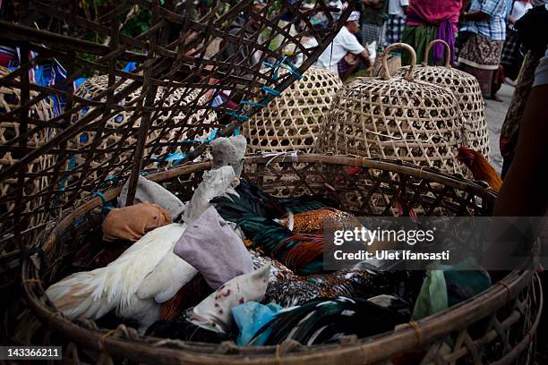 Roosters are held in a basket for sale by traders for cockfighting during the sacred 'Aci Keburan' ritual at Nyang Api Temple on February 16, 2012 in...