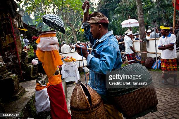 Balinese man sprays holy water to his body before his rooster fights during the sacred 'Aci Keburan' ritual at Nyang Api Temple on February 16, 2012...
