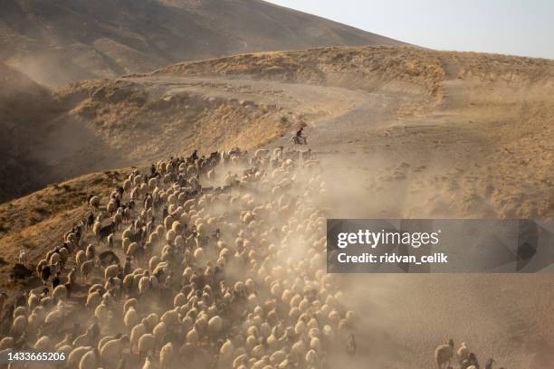 herde schafe in den bergen. - hirte stock-fotos und bilder