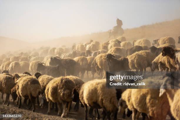 4,932 Shepherds In The Field Stock Photos, High-Res Pictures, and ...