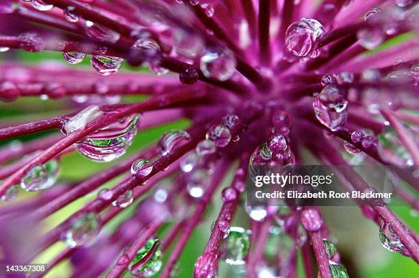 dewdrops on onion flower - elizabeth root blackmer stock pictures, royalty-free photos & images