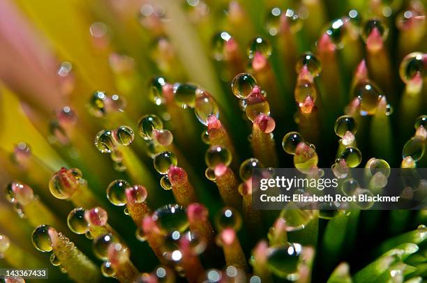 droplets on flower - elizabeth root blackmer stock pictures, royalty-free photos & images