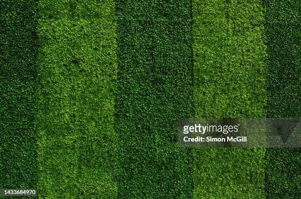 artificial plant leaf plastic panels over a building's exterior wall - boxwood stock pictures, royalty-free photos & images