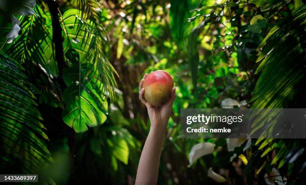 delicious mango in tropical rainforest - tropical fruit tree stock pictures, royalty-free photos & images