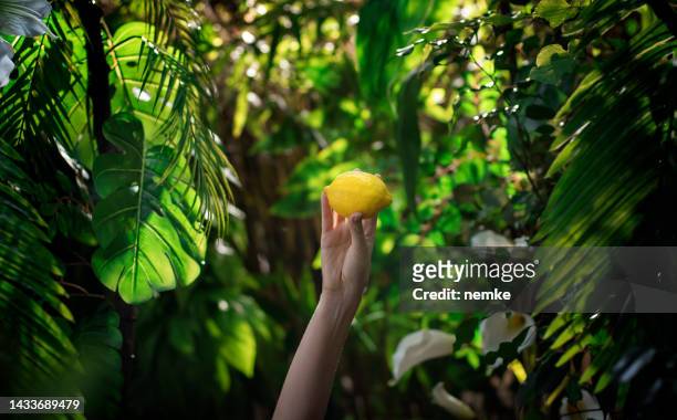 delicious lemon in tropical rainforest - tropical deciduous forest stock pictures, royalty-free photos & images