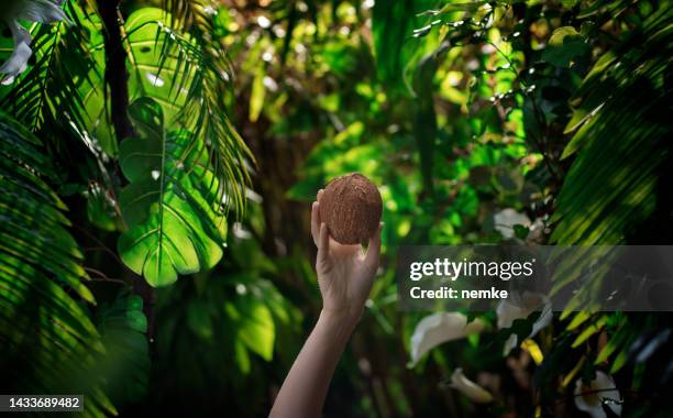 köstliche kokosnuss im tropischen regenwald - kokosnuss stock-fotos und bilder