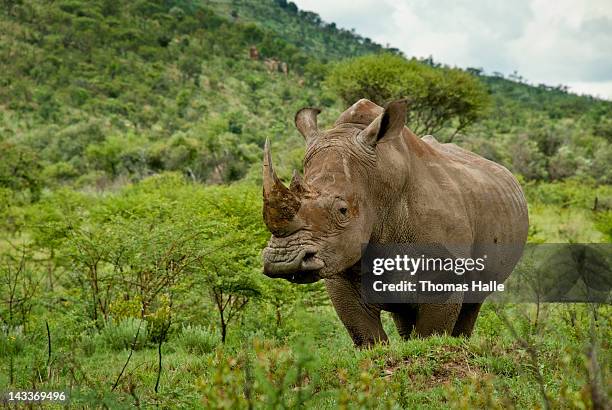 white rhino in green field - nashorn stock-fotos und bilder