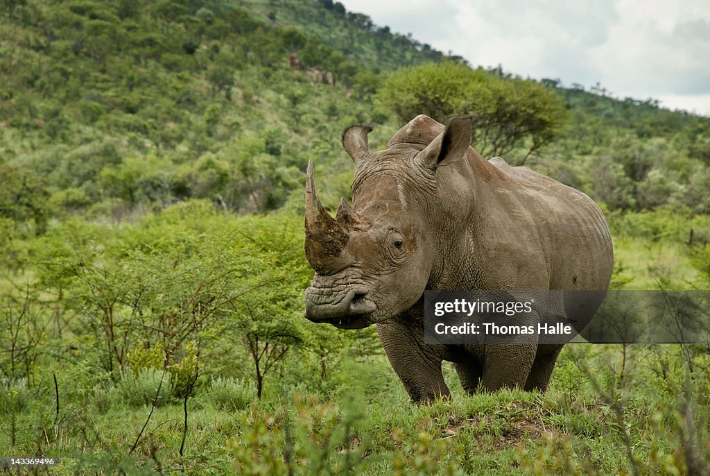 White rhino in green field