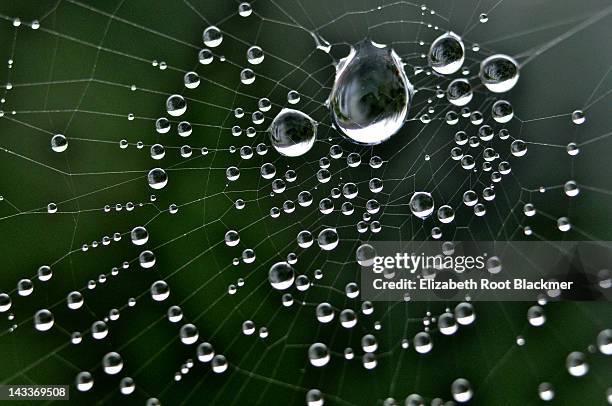 droplets hanging from spiderweb - elizabeth root blackmer stock pictures, royalty-free photos & images