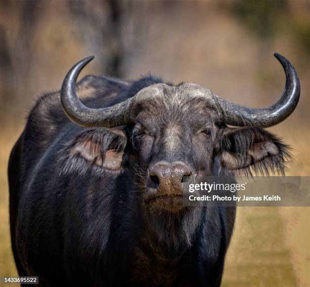 cape buffalo - アフリカスイギュウ ストックフォトと画像