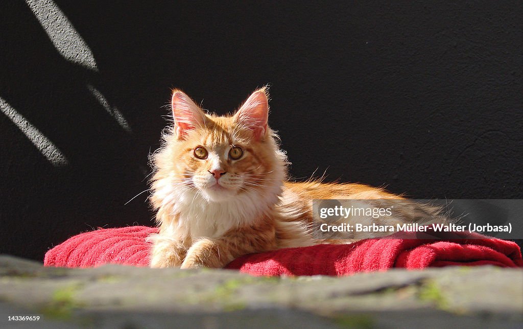 Maine Coon cat in sun