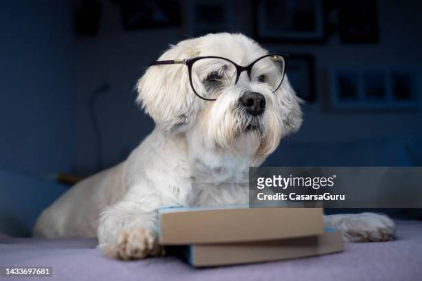 cane da compagnia con occhiali da lettura e libri - antropomorfo foto e immagini stock