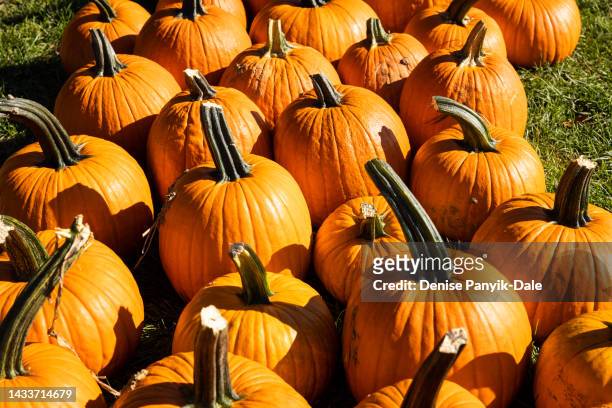 pumpkins on display at pumpkin patch - panyik-dale stock pictures, royalty-free photos & images