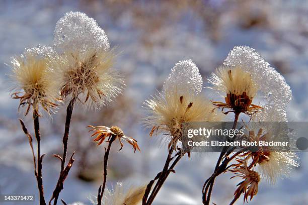 aster seed - elizabeth root blackmer stock pictures, royalty-free photos & images