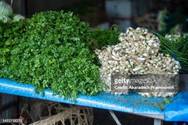 spring onions and cilantro - koriander stockfoto's en -beelden