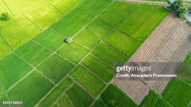 Rice View 8,680 Rice Farm Top View Stock Photos, High-Res Pictures, and Images ...