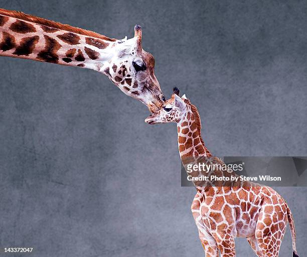 mothers love on textured background - animal family stock pictures, royalty-free photos & images