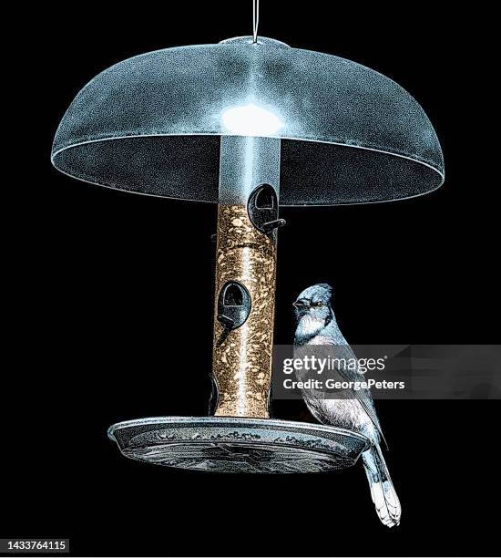 blue jay at bird feeder - beautiful backyard stock illustrations