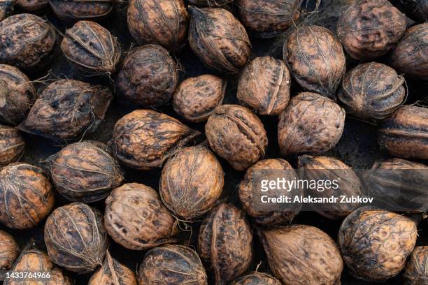 a bunch of whole walnuts. food background. healthy organic food, bio-products, without gmos. the concept of vegetarian, vegan and raw food. back to nature. farm agricultural products. from the farm to the table. vegetable protein. healthy fats. - walnut farm stock pictures, royalty-free photos & images