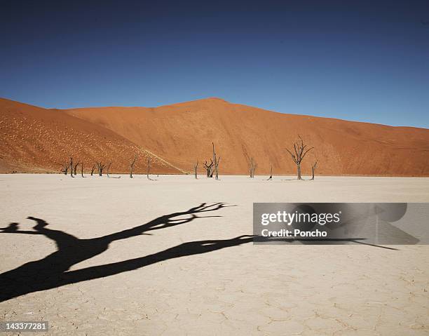 dead trees in salt lake - windhoek stock pictures, royalty-free photos & images