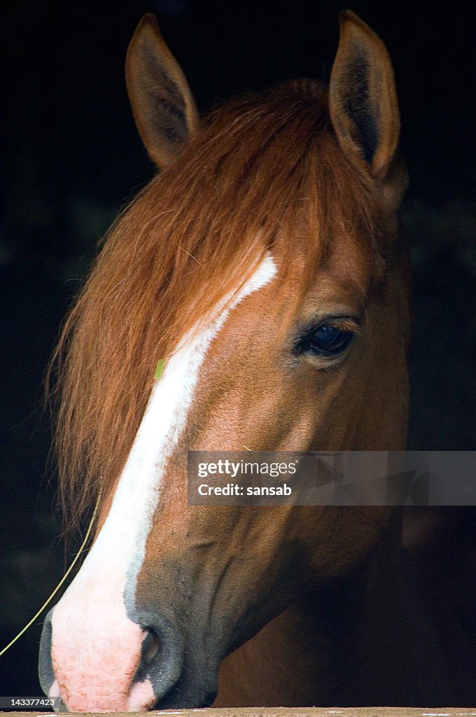 Horse
