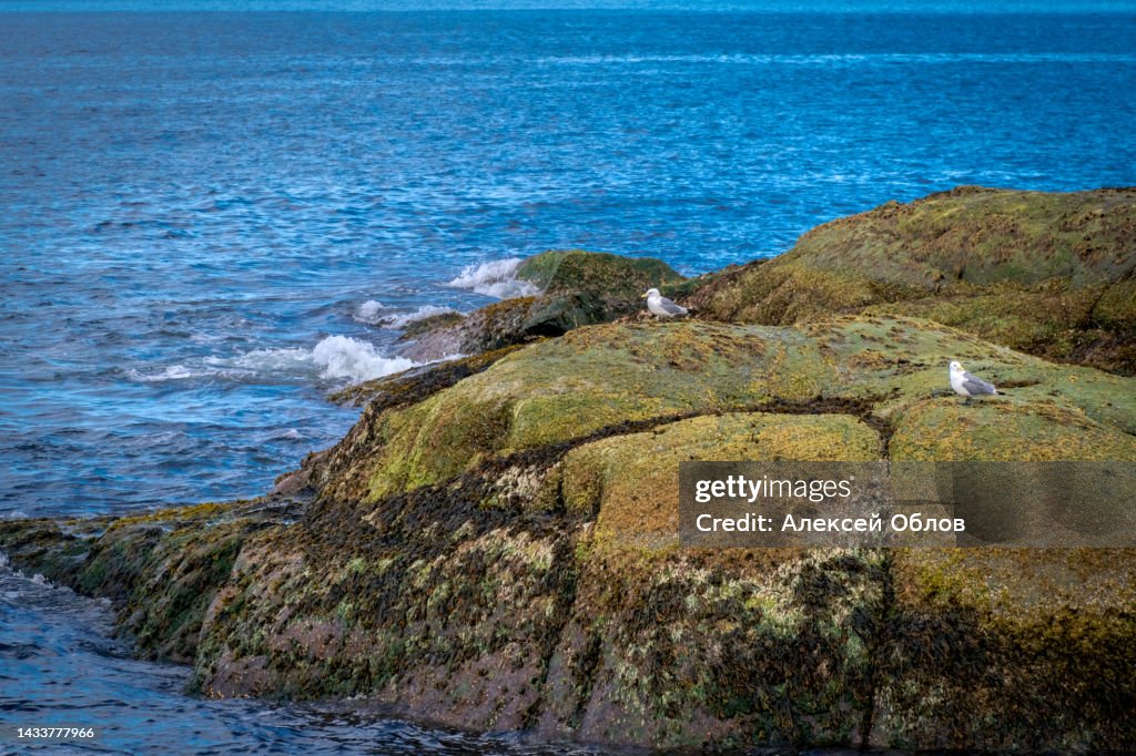 Rocky coastline of Barents Sea near Teriberka, panoramic aerial view. Scenery of Russian North. Kola Peninsula, Murmansk Oblast, Russia