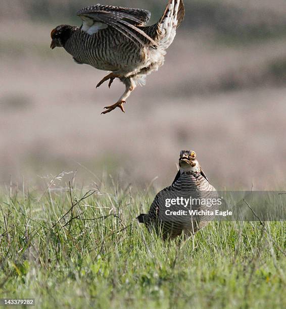 Lesser prairie chicken males fight for territory in Edwards County. Despite many annual weeks of displaying and competition, few of the birds get to...