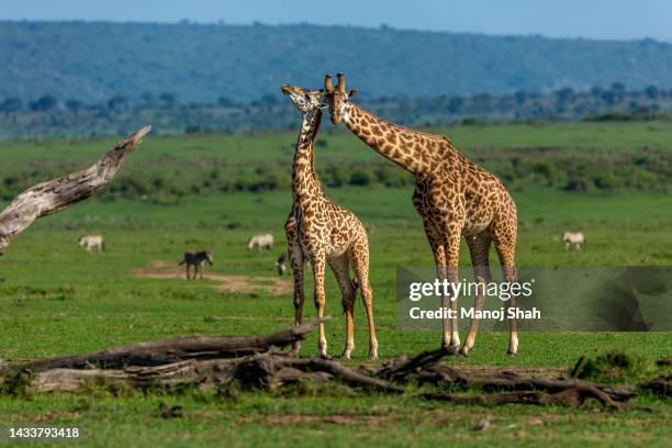 masai giraffe in masai mara. - masai giraffe stock-fotos und bilder
