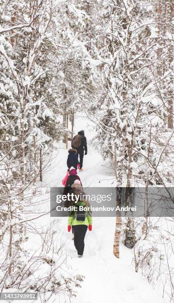 wandern. eine gruppe von menschen im winterwald im nationalpark lappland. - finnish lapland stock-fotos und bilder