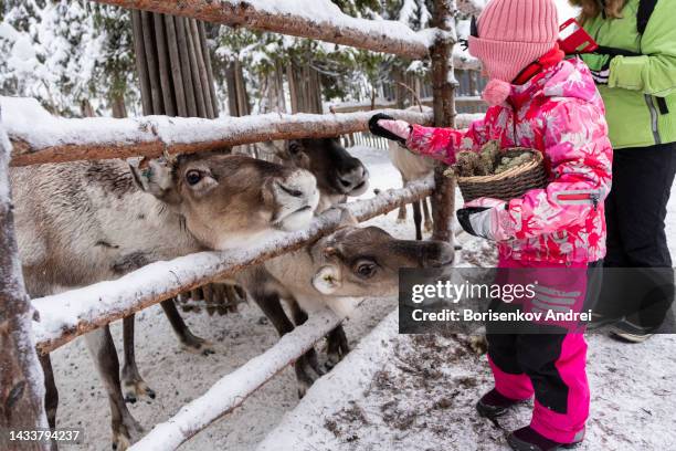 familia niña caucásica de 6 años y mujer alimentan a los renos. - a reindeer fotografías e imágenes de stock