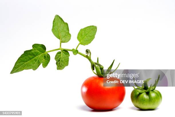 ripe and raw tomatoes on white background - ripe tomato stock pictures, royalty-free photos & images