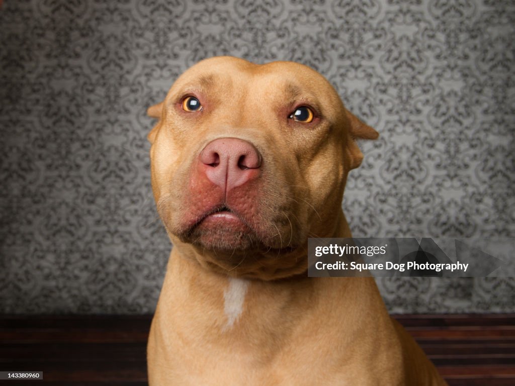 Pitbull dog looking at camera