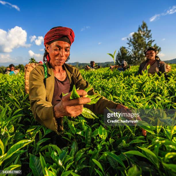 afrikanische frauen zupfen teeblätter auf plantage, ostafrika - ethiopian farming stock-fotos und bilder