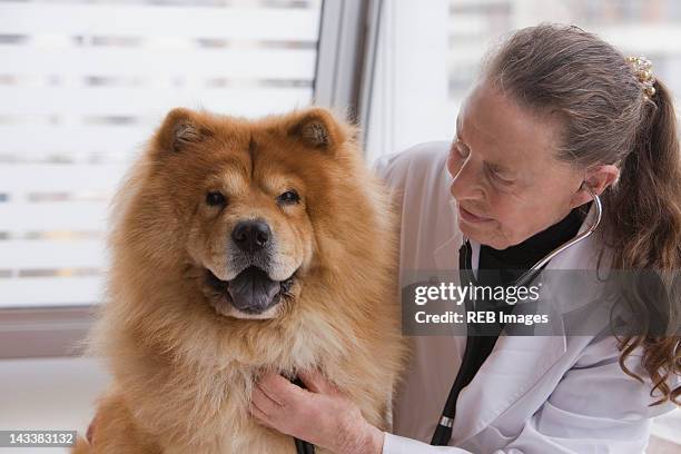 chilean veterinarian giving dog a checkup - chow stock-fotos und bilder