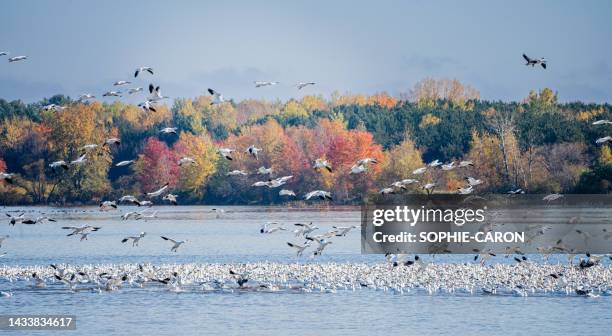 canada white geese in autumn - biodiversity stock pictures, royalty-free photos & images