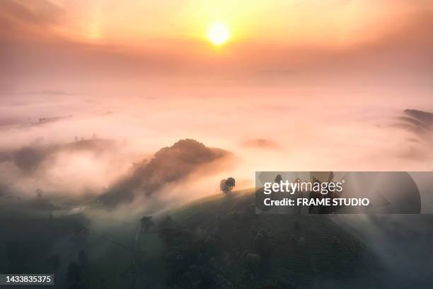 the view as the sun rises in the morning it is a tea plantation on a valley and trees with mist flowing. it is a relaxing place in northern vietnam. - east asia foto e immagini stock
