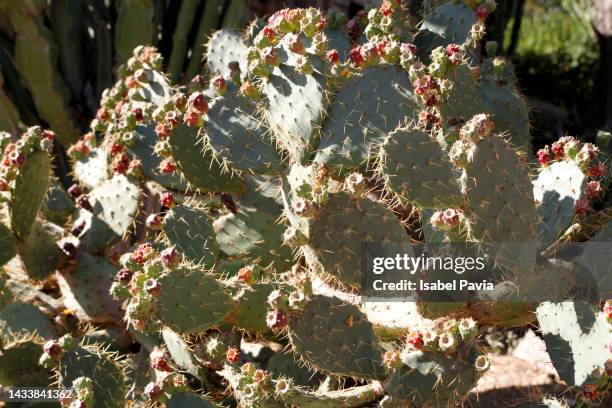 close- up of big cactus in garden - tropical deciduous forest photos et images de collection