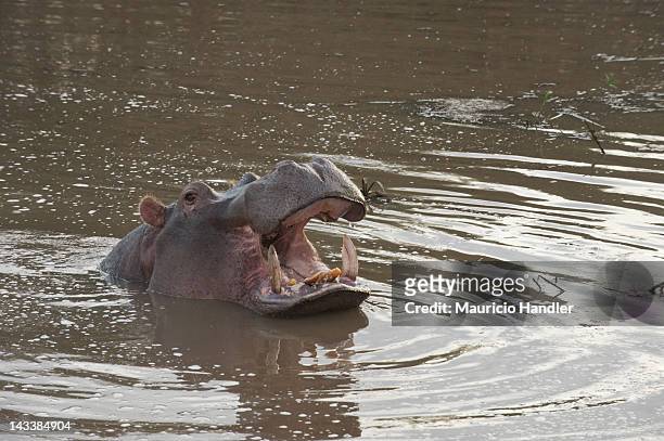 a hippopotamus in the water shows its tusks. - east london south africa stock pictures, royalty-free photos & images