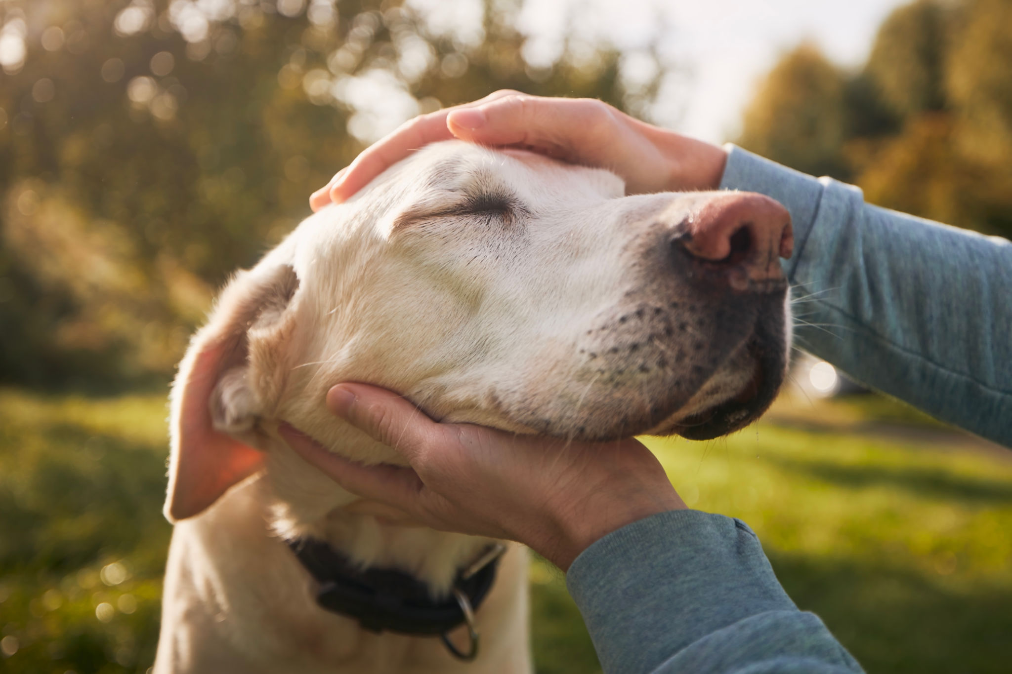 dog owner caring