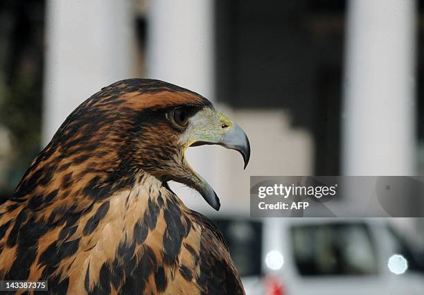 Sparrowhawk screeches during a demonstration in downtown Montevideo, on April 25, 2012. Montevideo's Town Council decided to soon hire sparrowhawks...