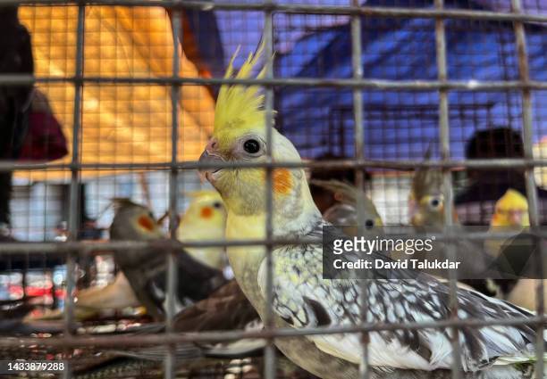 pet market in india - birdcage stockfoto's en -beelden