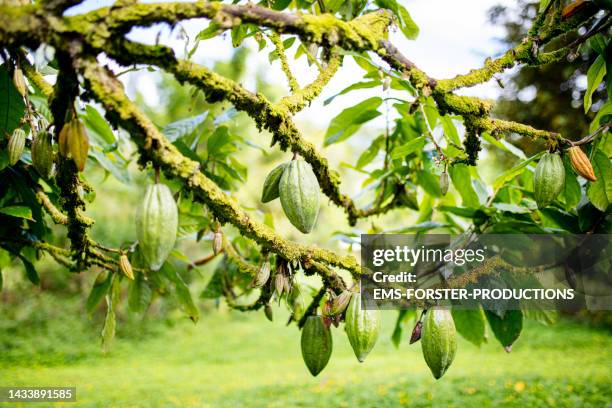 cocoa fruits growing on evergreen tree - cacao tree stock-fotos und bilder