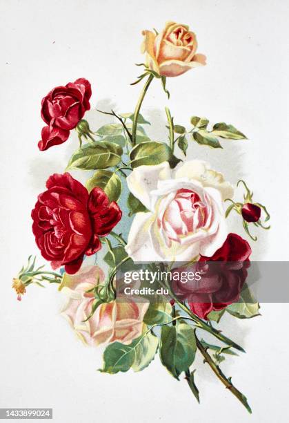 roses bouquet on white background - engraved image stock illustrations