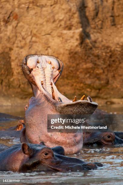 yawning hippopotamus - luangwa national park bildbanksfoton och bilder