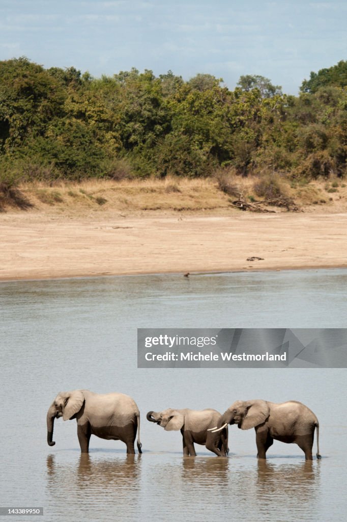 African Elephants Crossing Ri